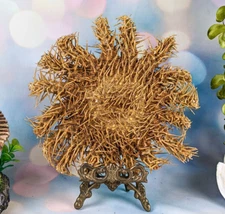 STARFISH Easel CROWN of THORNS Taxidermy Oddities Curiosities display gift