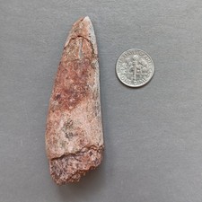 Triassic Phytosaur 71mm Fossil Tooth - Redonda Formation New Mexico