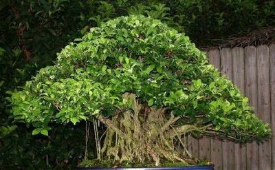 bonsai slab Juniper Bonsai Tree On Rock Slab main image 1