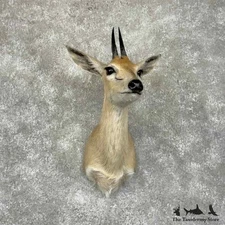 #31346 P | African Southern Bush Duiker Taxidermy Shoulder Mount For Sale