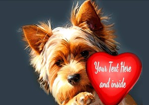 Jorge Balaska Estetica Canina Costa Rica Peluqueria Canina