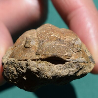 Fossile De Trilobite Eldredgeia Venustus – Dévonien De Bolivie, Pièce Unique