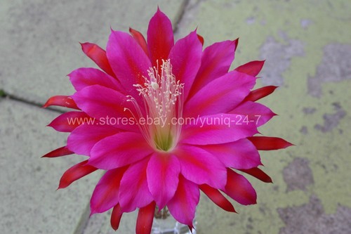 (1) Epiphyllum CUTTING X-Large Purple #2 Flower 8" Long Orchid Cactus Succulent - Imagen 7 de 7
