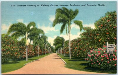 #ad #ad Oranges Growing at Midway Groves between Bradenton amp; Sarasota Florida $3.46