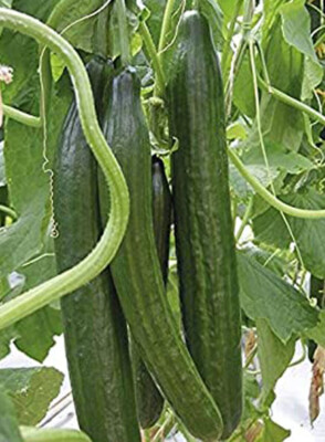 #ad #ad 20Cucumber Seeds Garden Sweet Slice Burpless Hybrid Cucumber USA $3.89