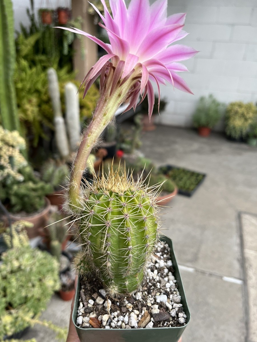 Echinopsis Lobivia Oxygona Easter Lily Cactus Live in 4- inch pot | eBay