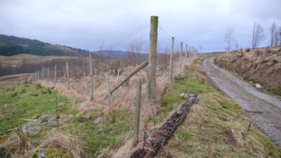 Foto 6x4 eingezäunte Plantage Camerney Es gab viel Fällungen in der c2008