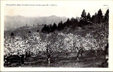 Árboles frutales en flor, mil pinos conjunto bautista CA postal vintage H48