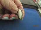 VINTAGE STERLING SILVER NATIVE AMERICAN MOTHER OF PEARL RING