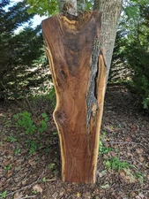 Black Walnut Slab (Live Edge) (thick slab) Very Nice (Epoxy slab)