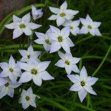 Ipheion Uniflorum -Spring starflower - 20 bulbs 