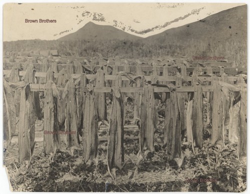 Vintage 1910s Alaska Salmon Fishing Camp Wooden Fish Drying Racks Photo ...