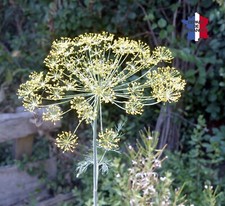 FENOUIL COMMUN OU ANETH DOUX 100 GRAINES BIO