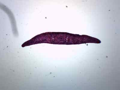 10PK Planaria, 3 Different Regions - Prepared Slides - 75x25mm - Eisco Labs