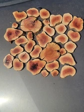 25pcs Manzanita slices burl ,slabs live edge wood crafts aquarium Unique epoxy
