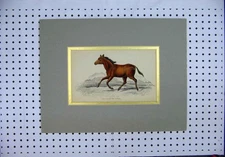 Original Old Antique Print Colour C1830 Horse Eqnus Lalisio Koomrah Country