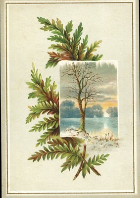 LION COFFEE SAMPLE ADVERTISING CARD - WOOLSON SPICE COMPANY -  UNDATED