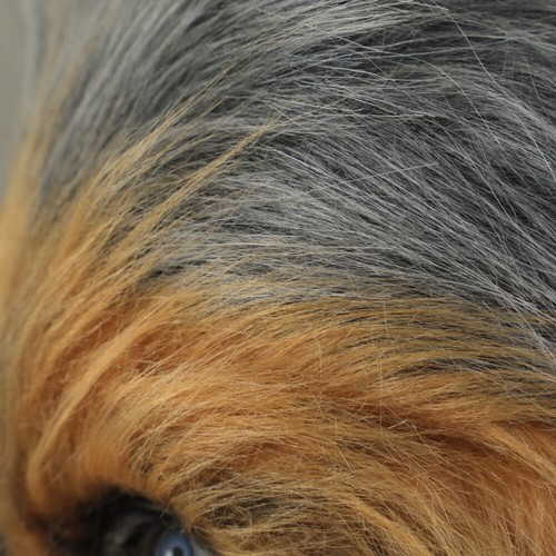 Star Wars Chewbacca Full Head Mask Chewie Halloween Masquerade Mask Cosplay Prop - Picture 11 of 12