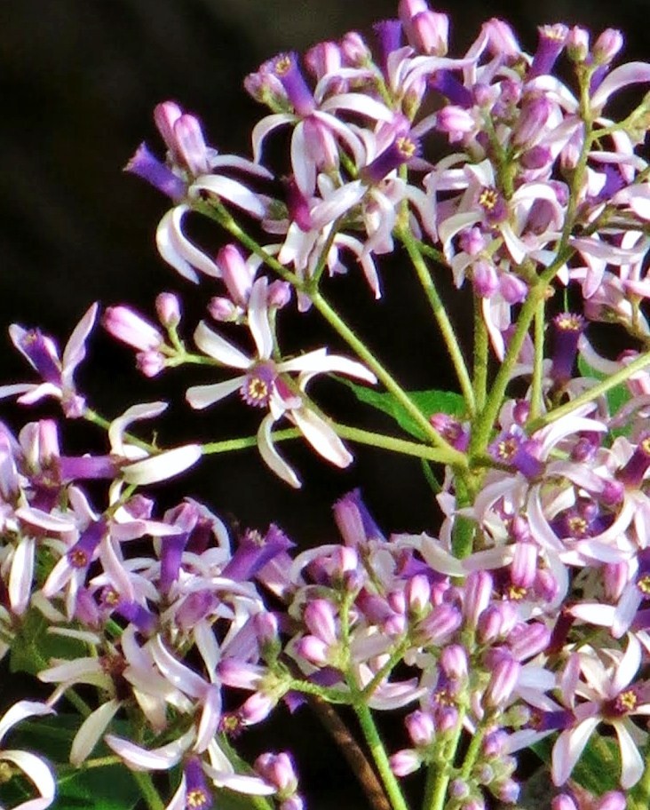 CHINABERRY- WHITE CEDAR Melia azedarach wood MAHOGANY lilac