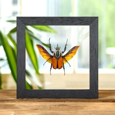 Afrikanischer Blumenkäfer im Klarglasrahmen (Mecynorrhina oberthuri)