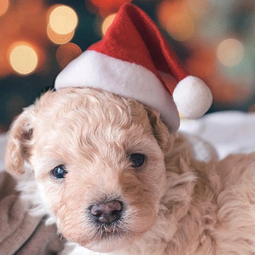 Sombreros de Navidad para Mascotas Perros Gato Navidad Rojo Fiesta Disfraz Santa Sombrero Fiesta Gorra - Imagen 5 de 12
