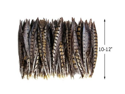 50 Pieces - 10-12'' Natural Lady Amherst Pheasant Tail Wholesale Feathers (bulk)