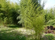Photo 12x8 The bamboo grove, Winsford Walled Garden, Beaworthy Halwill Jun c2010