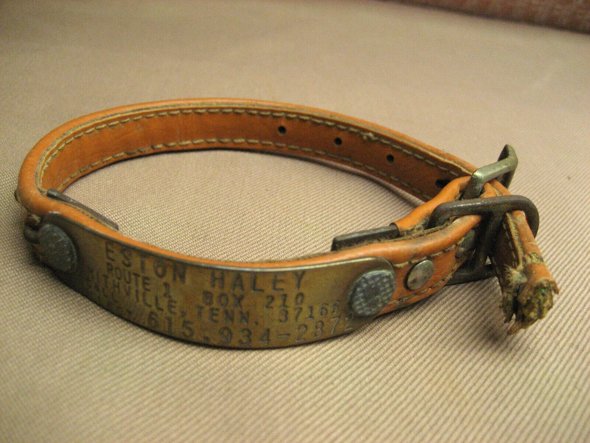 Name belt hotsell for dog