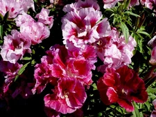 Godetia Dwarf Double Azalea Mix, Satin Flower, Cooler Climates, FREE SHIPPING