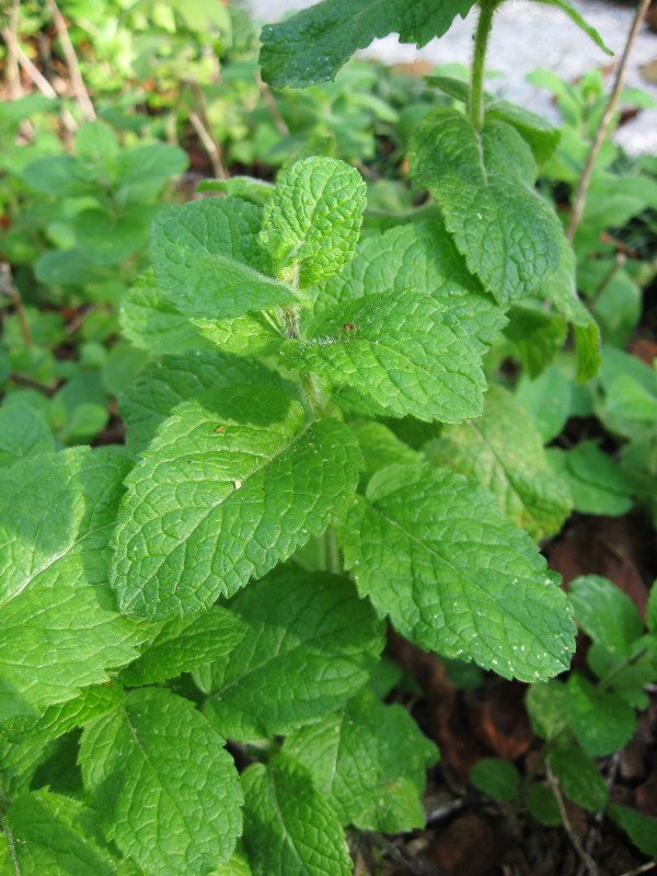 HERB  MINT ROUND LEAVED  MENTHA ROTUNDIFOLIA  0.2 GM  ~ 2500 SEEDS (ORGANIC)