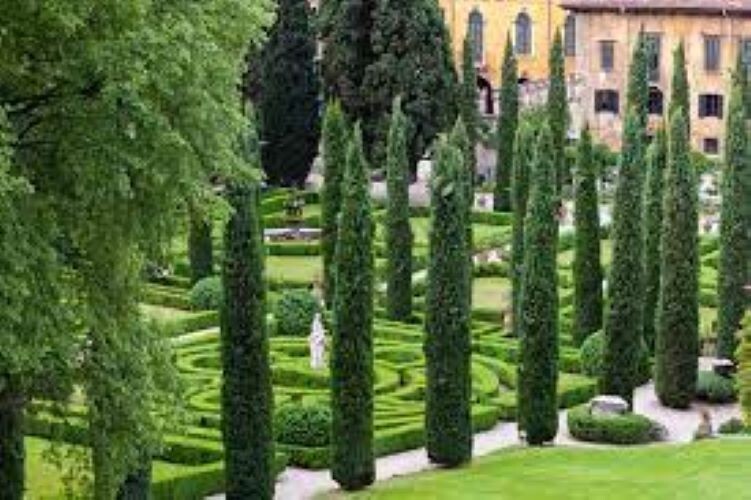200 x Semillas de ciprés italiano. Cupressus Sempervirens. Tótem, pin de lápiz