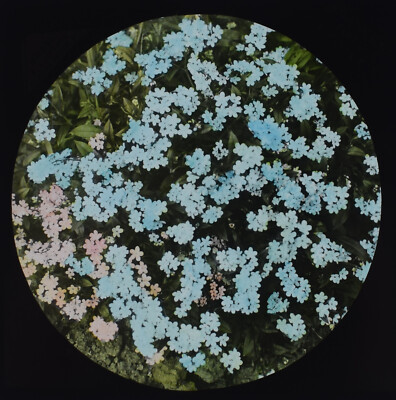 Foto VERGISSMEINNICHT BLUMEN UM 1890 ALTE VIKTORIANISCHE BLUMENSTUDIE Magische Laterne Dia