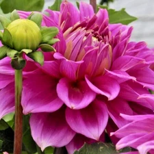 Dahlia BABYLON PAARS 1 Live Flower Plant Bulb Tuber 8-10" Red Purple Blooms