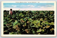 Kentucky Typical Tobacco Field Vintage Postcard