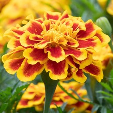 Marigold French Durango Bee | Colourful Flowering Bedding Garden Plants