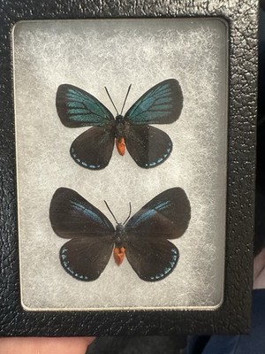 MOUNTED BUTTERFLY, MALE AND FEMALE ATALA BUTTERFLIES! BEAUTIFUL!