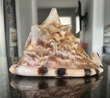 Natural Tiger Conch Sea Shell Decorative Accent 6" X 5” Coastal Nautical Decor