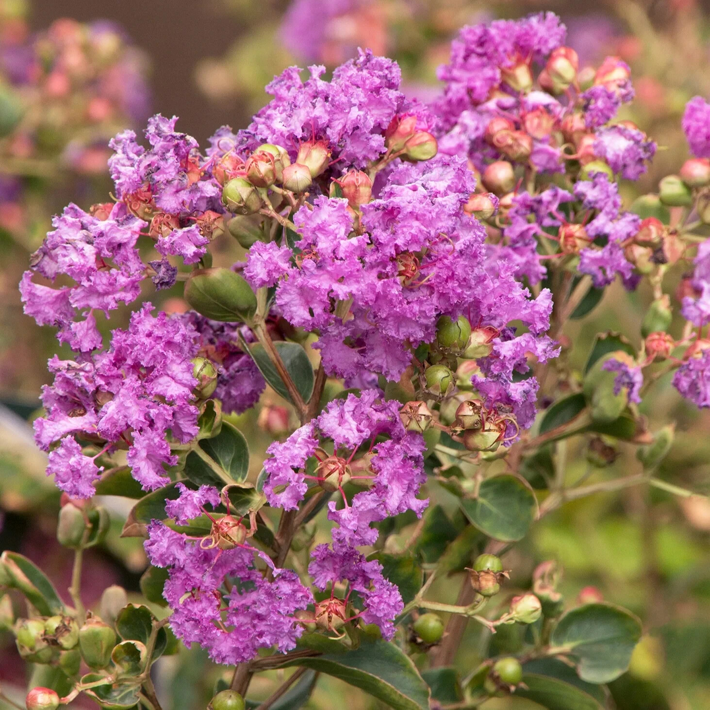CRAPE MYRTLE SIOUX LAGERSTROEMIA CATAWBA FLOWERING PURPLE TREE 6