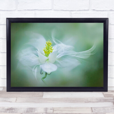 Mystische Aquilegia Blume weiß Nahaufnahme Frühling Kolumbinenblüte Wandkunstdruck