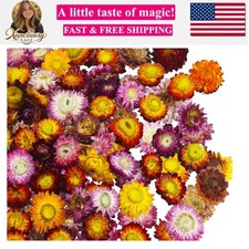 60 Pcs Natural Dried Daisy Flowers Heads Bulk Gerbera Daisies Multicolor Real...
