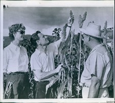 1958 Venezuela Nelson Rockefeller Rufus Walker Sorghum Wirephoto 8X8