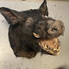 Vintage Massive Wild Boar Pig Hog Head Shoulder Mount Taxidermy Cabin Decor 26”