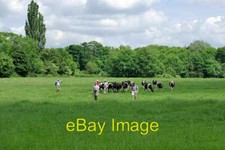 Photo 6x4 Walkers and cattle Betchworth Walkers taking the little-used pa c2008