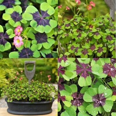 Purple & Green Shamrock Bulbs Oxalis 'Iron Cross' Indoor Outdoor Good Luck  Plant | eBay