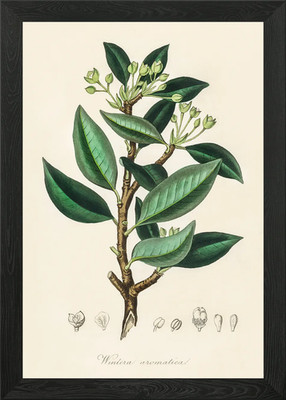Wintera aromatica Illustration gerahmtes Wandbild Poster Leinwanddruck Bild