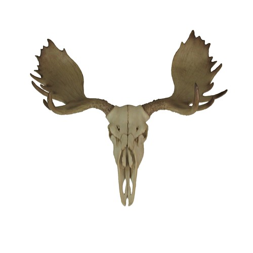 Large Lifelike Bull Moose Skull Hanging Wildlife Decor Statue - Picture 1 of 8