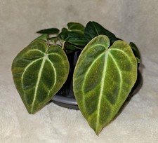 2 Anthurium Regale Aff Anthurium Besseae Aff Cross Seedlings Growers Choice 2 Anthurium Regale Aff Anthurium Besseae Aff Cross Seedlings Growers Choice