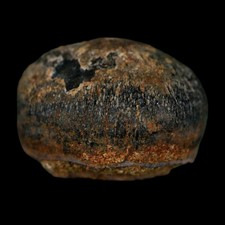 0.6 Crocodile Fossil Tooth Judith River Formation Montana COA Display