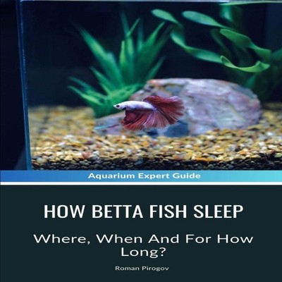 How Betta Fish Sleep Where When And For How Long? Roman Pirogov P