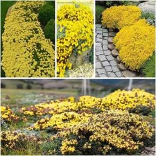 2000 Yellow Creeping Thyme Seeds For Planting Thymus Serpyllum - Heirloom Cover